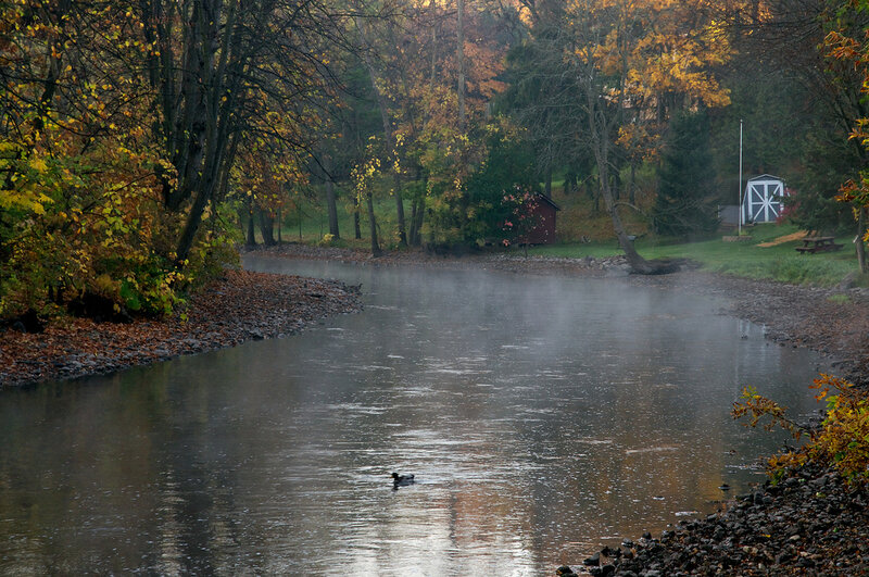 Duck Swimming in River