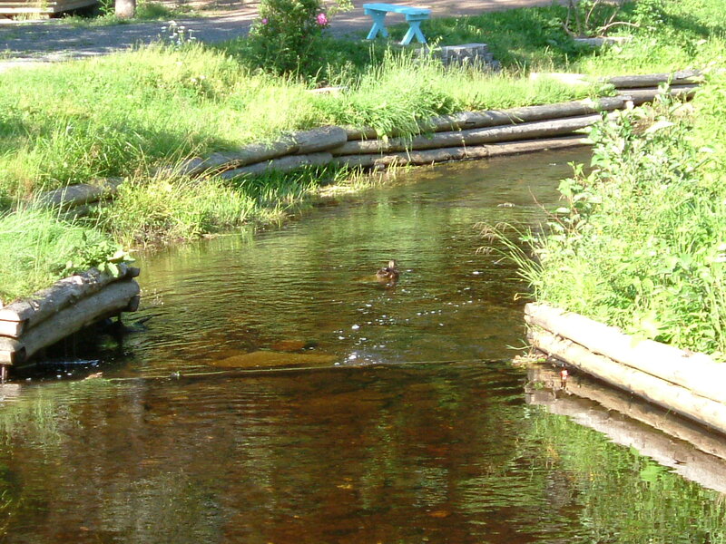 Duck Swimming in Stream