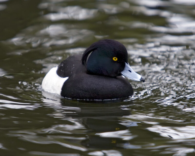 duck swimming in water