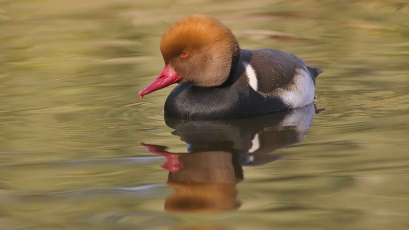 duck swimming in water