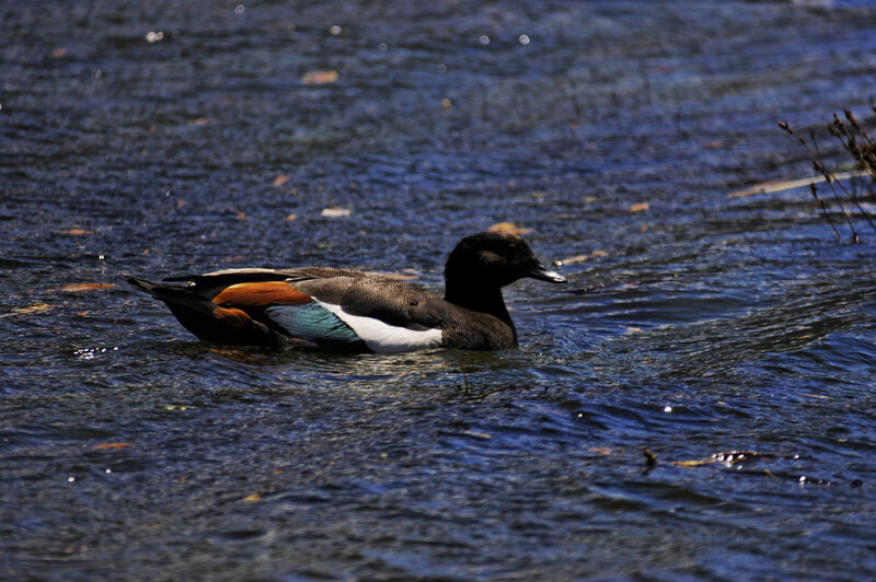 Duck Swimming in Water — Blue, Calm, Afternoon, Photograph