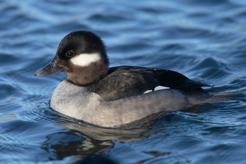 Duck Swimming in Water — Blue, Calm, Photograph, Black