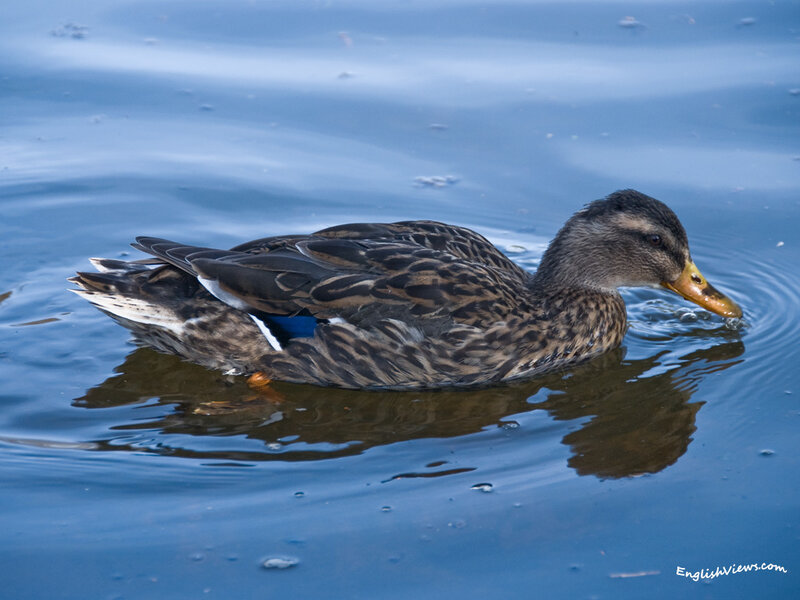 Duck Swimming in Water — Blue, Calm, Photograph, Reflection