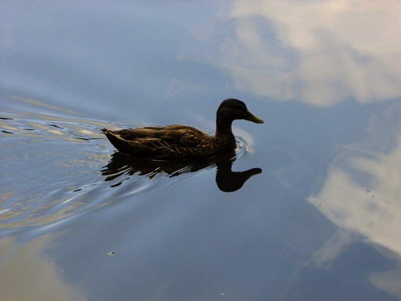 Duck Swimming in Water — Blue, Calm