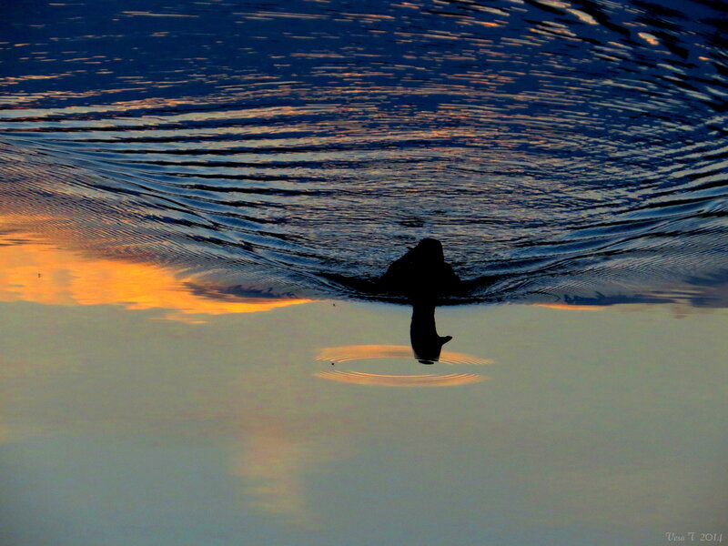 Duck Swimming in Water — Blue, Serene, Sunset, Photograph