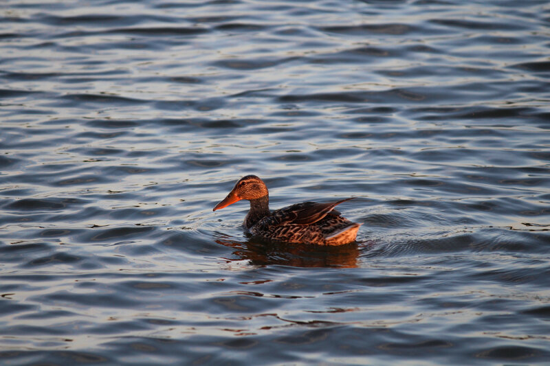 Duck Swimming in Water — Blue, Serene, Sunset