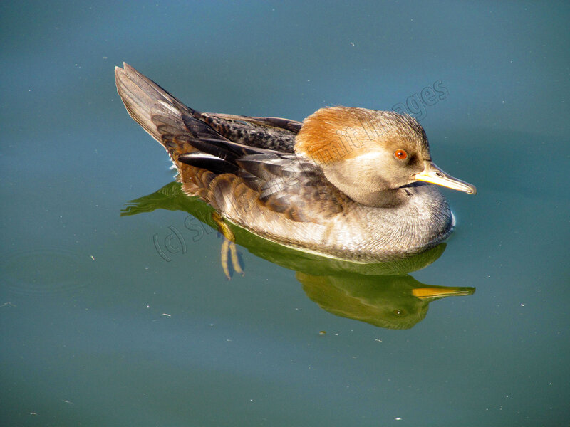 Duck Swimming in Water — Blue, Serene