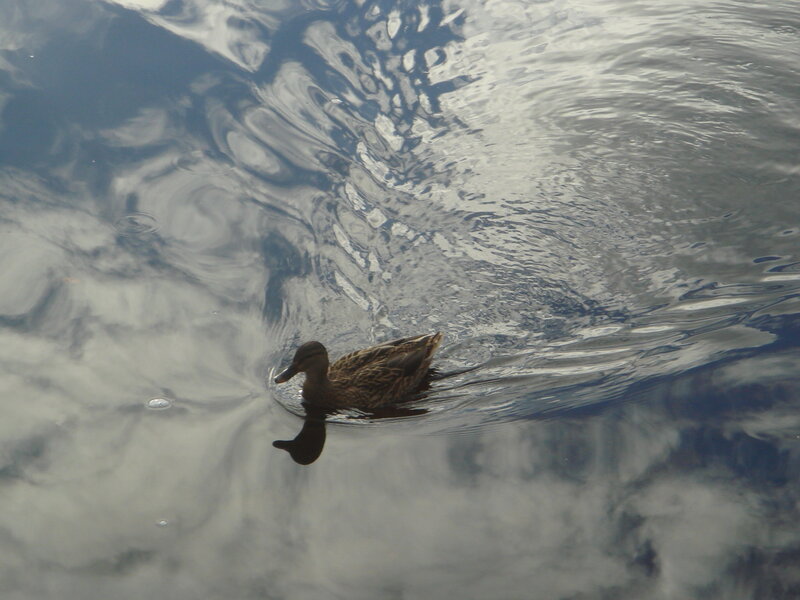 Duck Swimming in Water — Blue