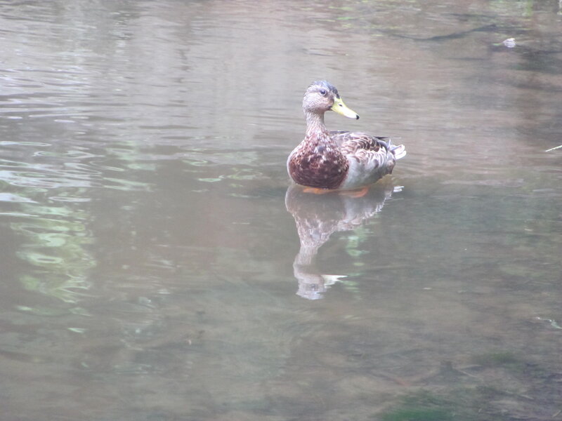 Duck Swimming in Water — Brown, Calm, Photograph, Reflection