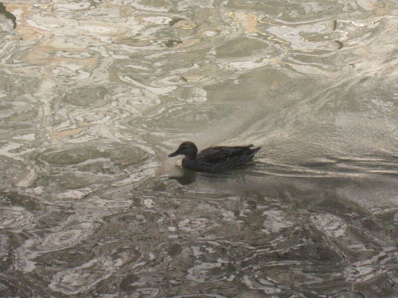 Duck Swimming in Water — Brown, Calm, Photograph
