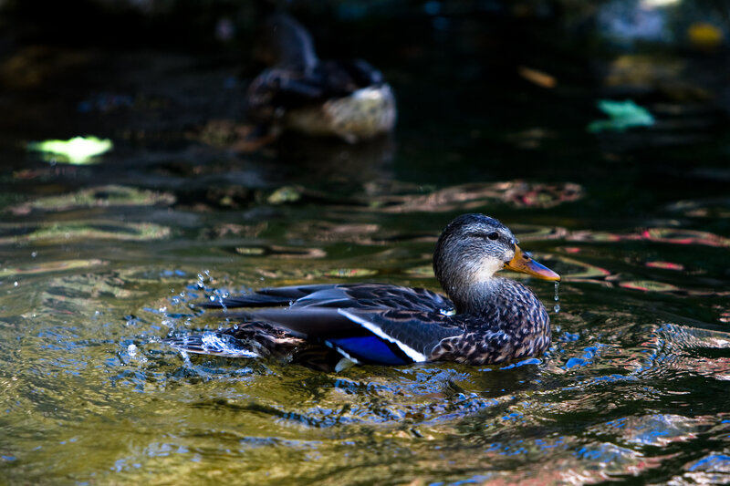 Duck Swimming in Water — Brown, Calm