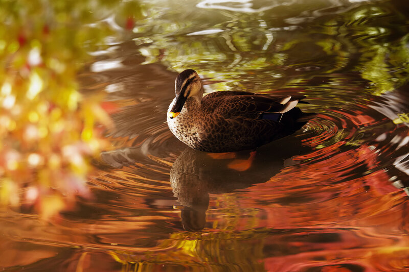 Duck Swimming in Water — Brown, Serene