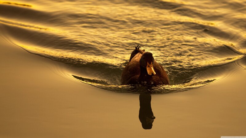 Duck Swimming in Water — Gold, Serene