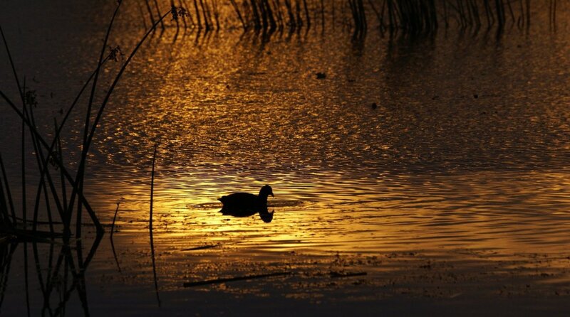 Duck Swimming in Water — Gold
