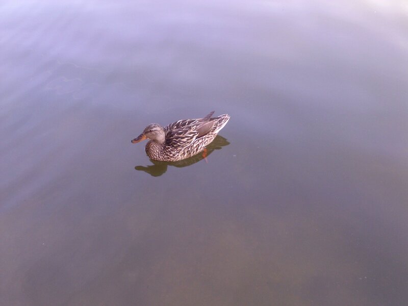 Duck Swimming in Water — Gray