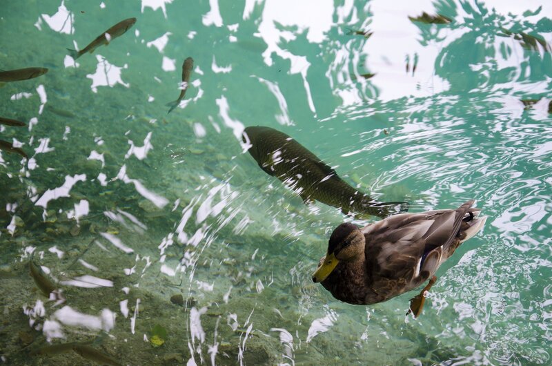 Duck Swimming in Water — Green, Calm, Photograph