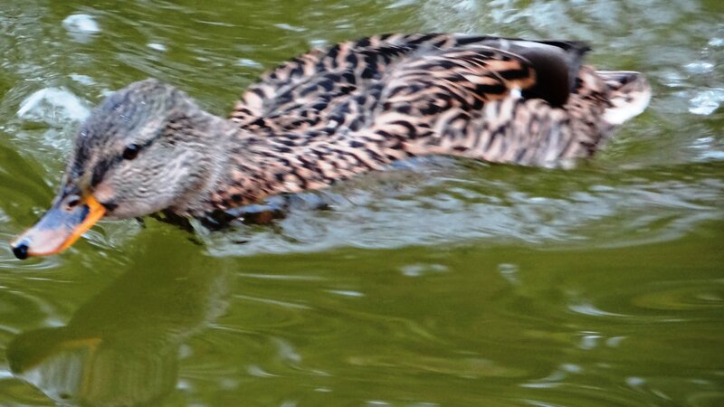 Duck Swimming in Water — Green, Calm