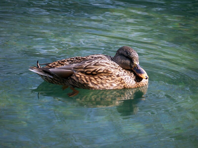 Duck Swimming in Water — Green