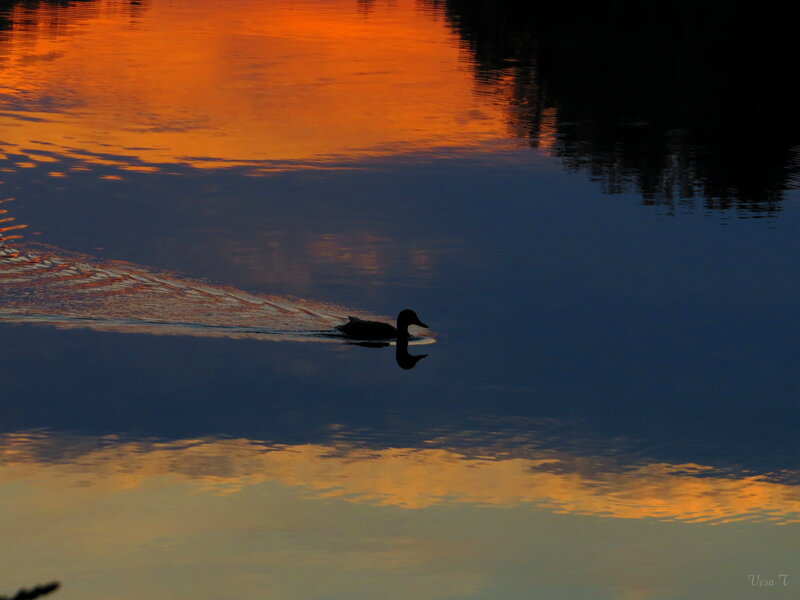 Duck Swimming in Water — Orange, Serene, Sunset, Photograph