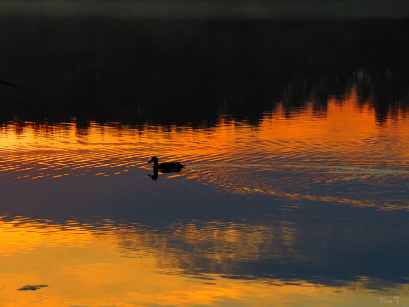 Duck Swimming in Water — Orange, Serene, Sunset