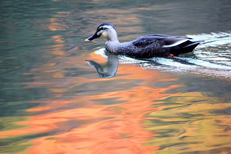 Duck Swimming in Water — Orange, Serene