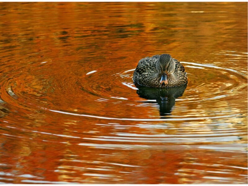 Duck Swimming in Water — Orange