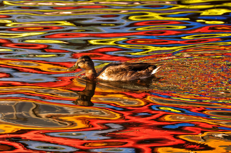 Duck Swimming in Water — Red
