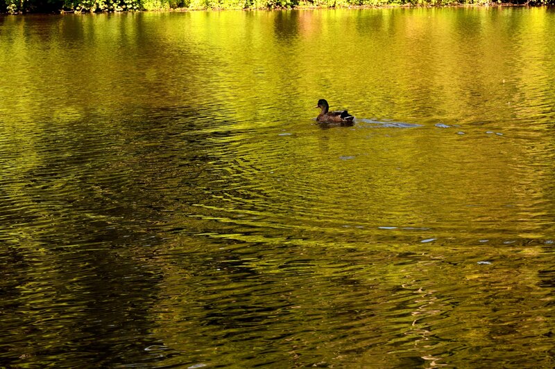 Duck Swimming in Water — Yellow, Serene
