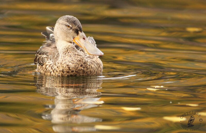 Duck Swimming in Water — Yellow