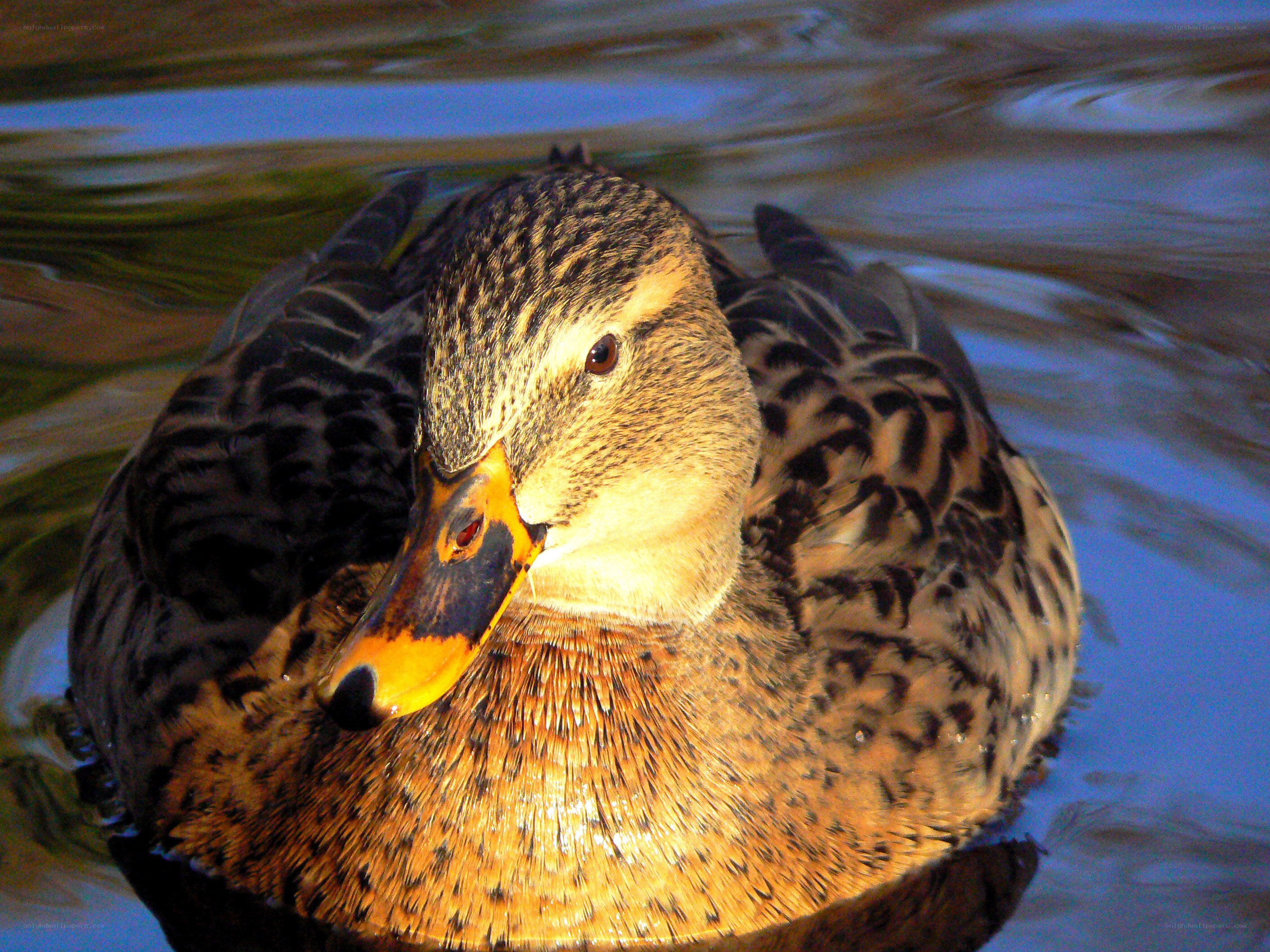 duck swimming in water