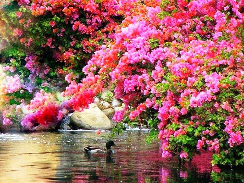Duck Swimming under Flowers — Pink, Serene