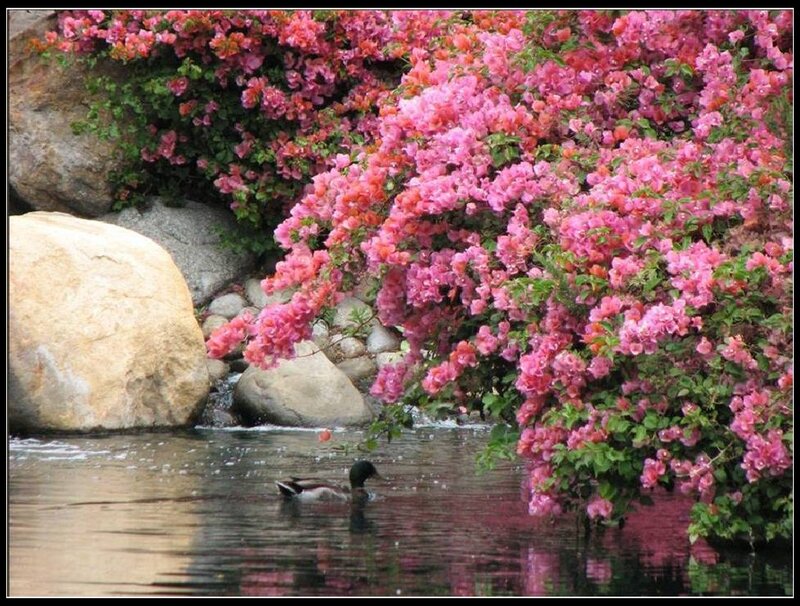 Duck Swimming under Flowers — Pink