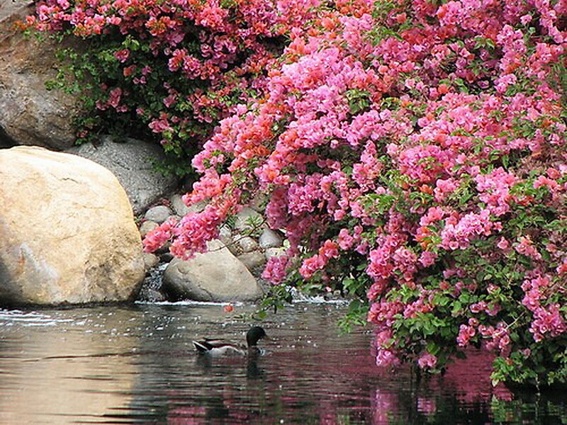 Duck Swimming under Flowers