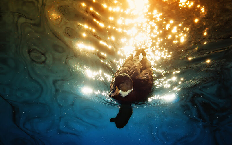 Duck Swimming Underwater