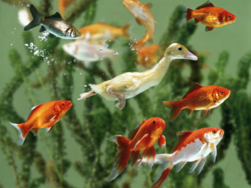 Duck Swimming with Fish