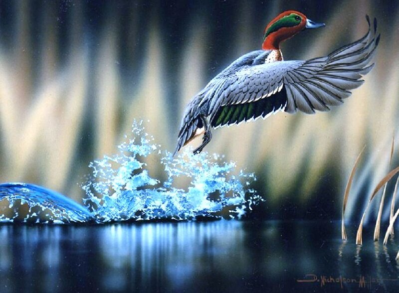 Duck taking flight from water