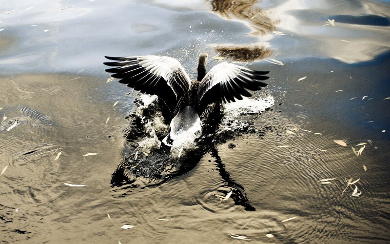 duck taking flight from water