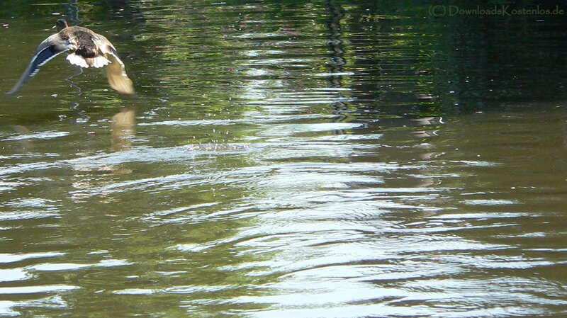duck taking off from water
