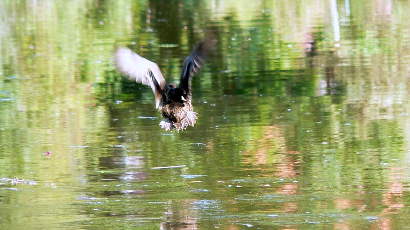 duck taking off from water
