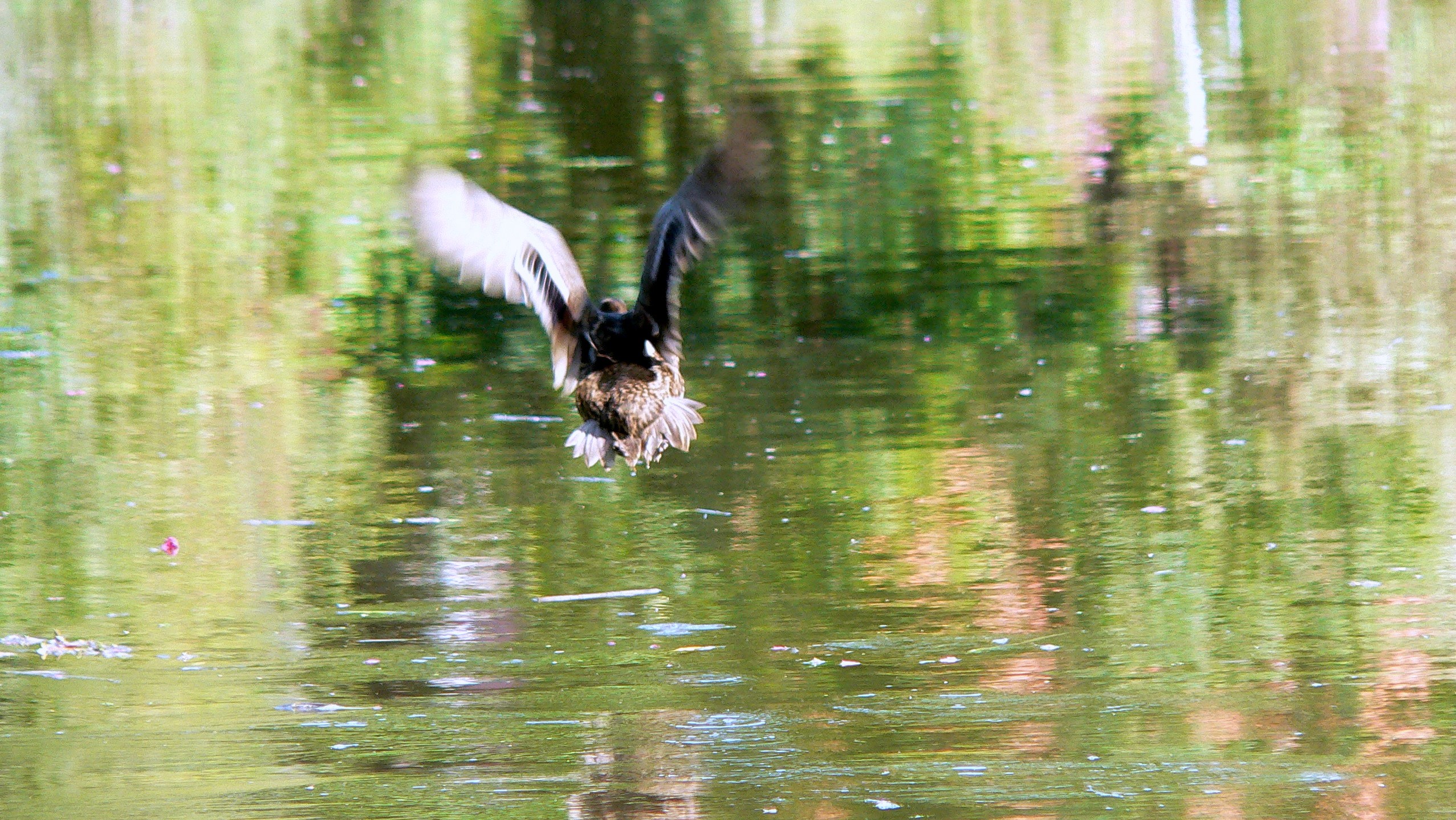 duck taking off from water