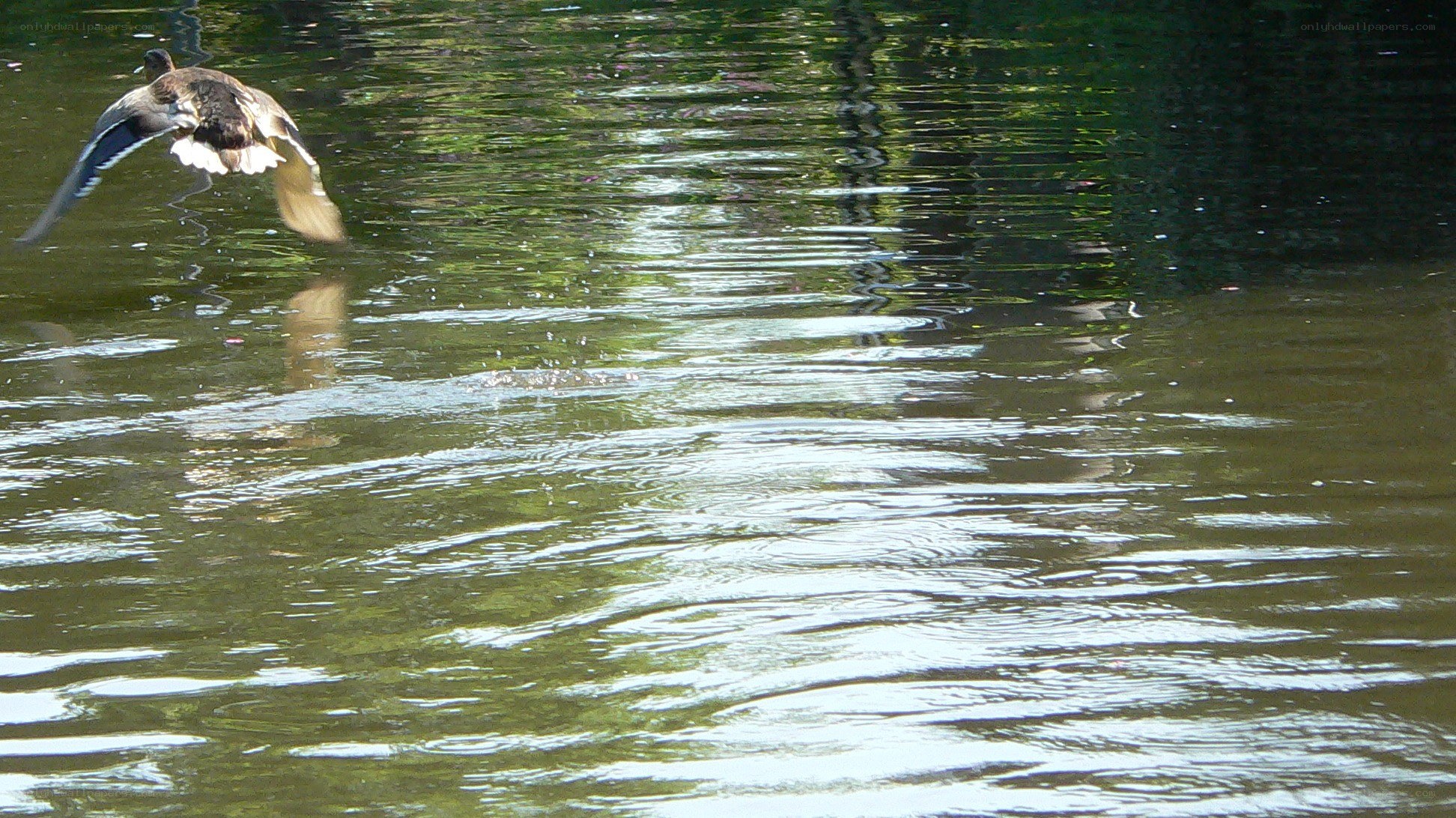Duck taking off from water
