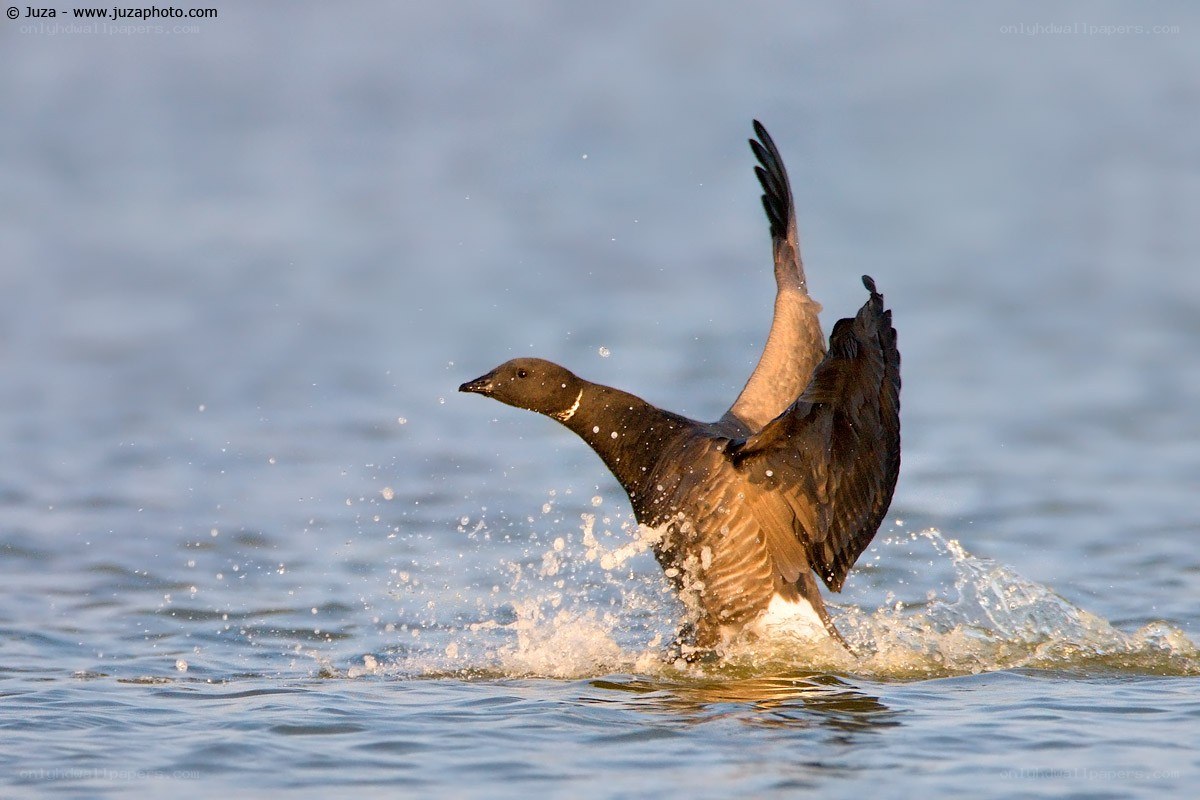 duck taking off from water