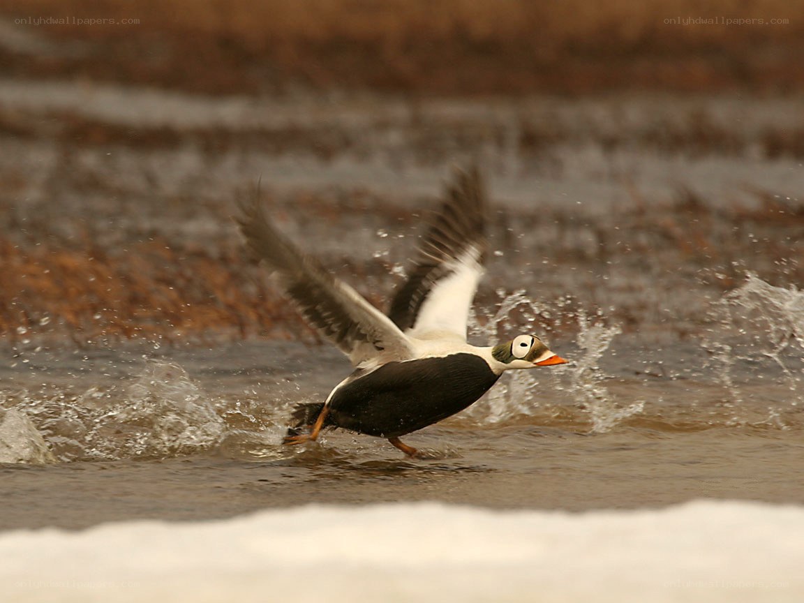 duck taking off from water