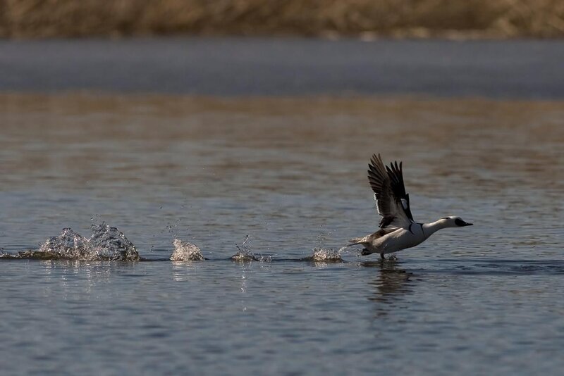 Duck Taking Off from Water — Blue, Dynamic, Afternoon