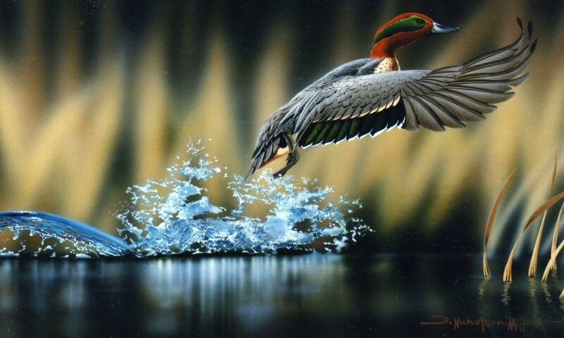 Duck Taking Off from Water — Blue, Dynamic
