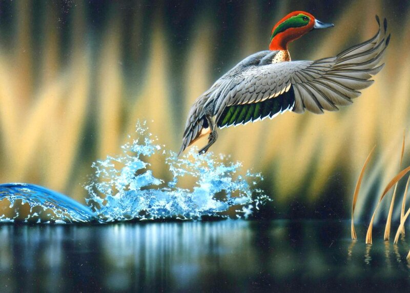 Duck Taking Off from Water — Blue