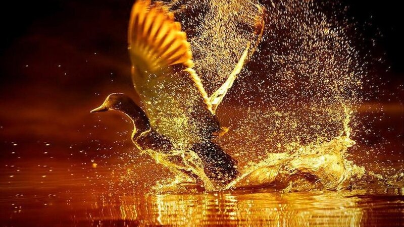 Duck Taking Off from Water — Gold, Dramatic, Sunset