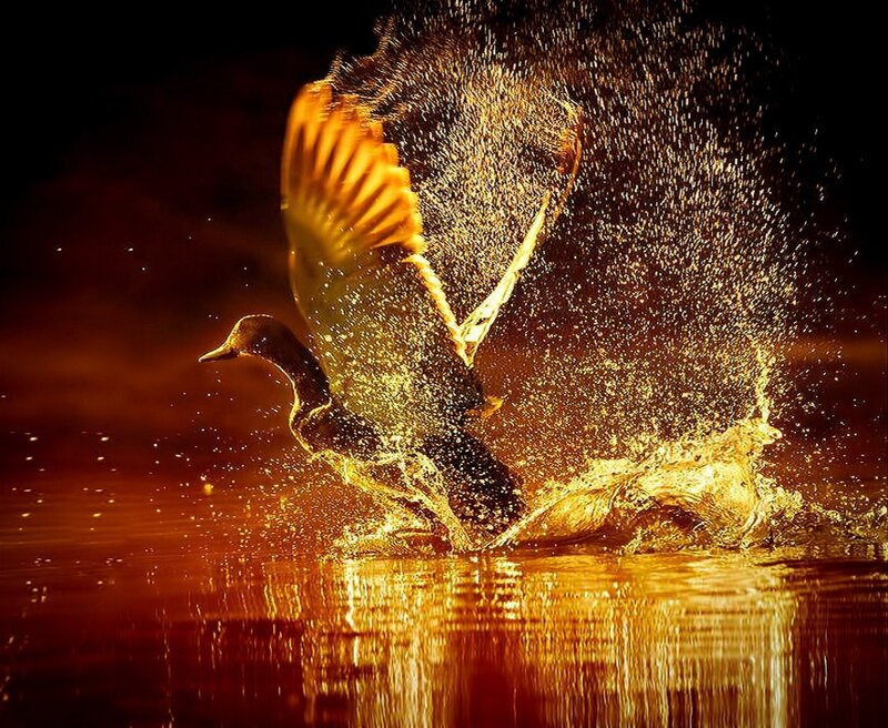 Duck Taking Off from Water — Gold