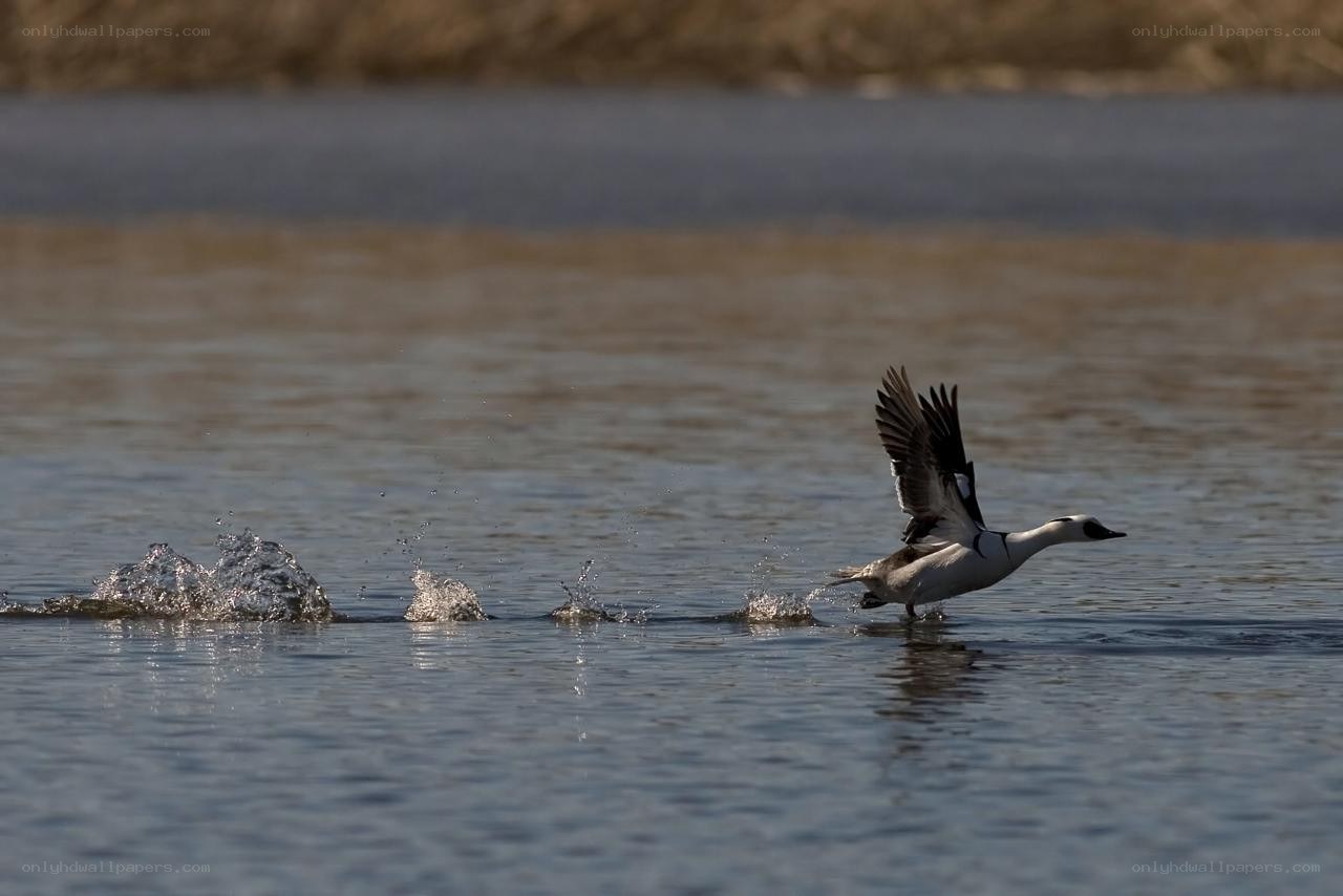 duck taking off from water