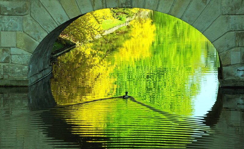 Duck under a stone bridge